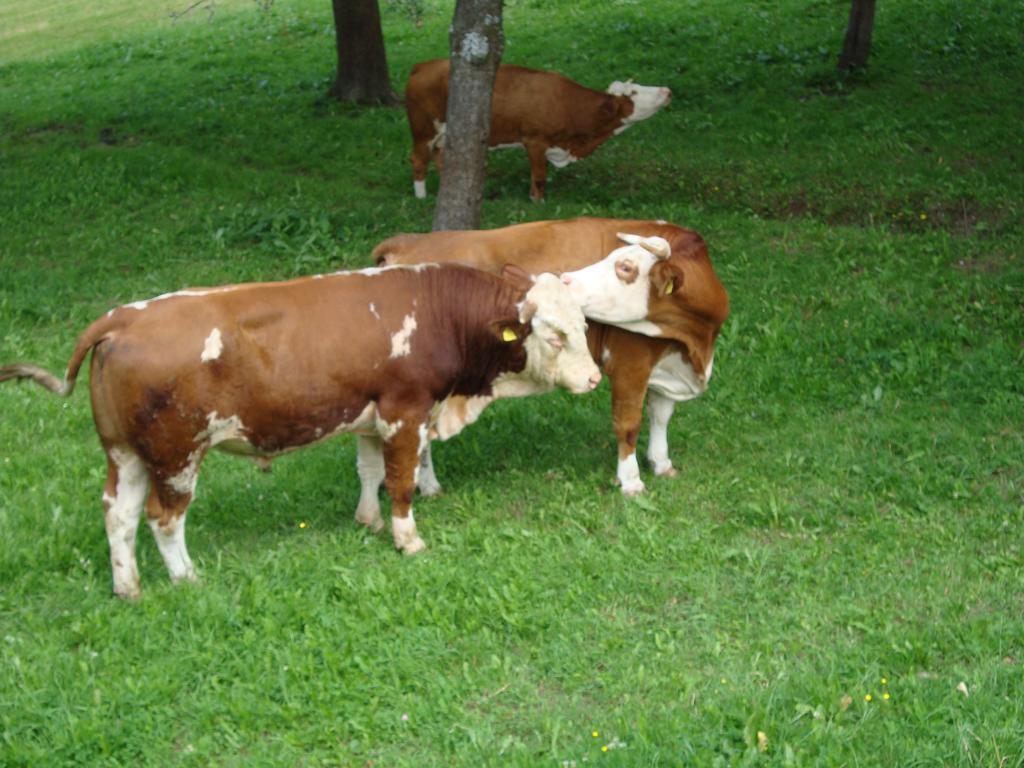 Farm Stay Ramšak Zrece Bagian luar foto